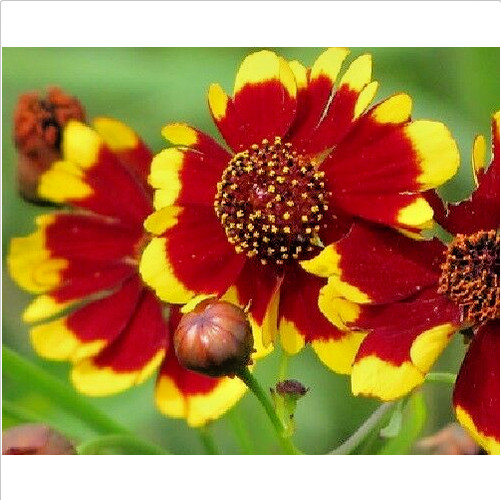 325 Seeds PLAINS COREOPSIS Tinctoria Calliopsis Native Heirloom Wildflower Plant