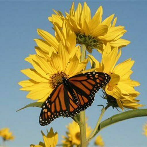 Maximilian Sunflower Seeds Helianthus Maximiliani (200 to 2000 SEEDS)