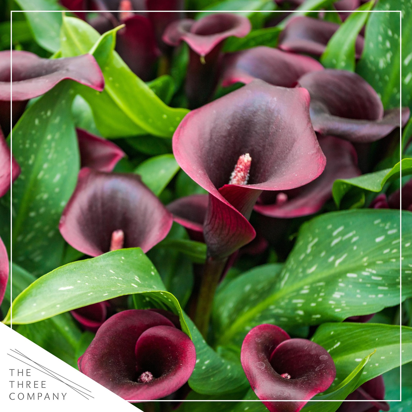 The Three Company Live Flowering Calla Lily 2 Plants Per – Red 3 – – 12