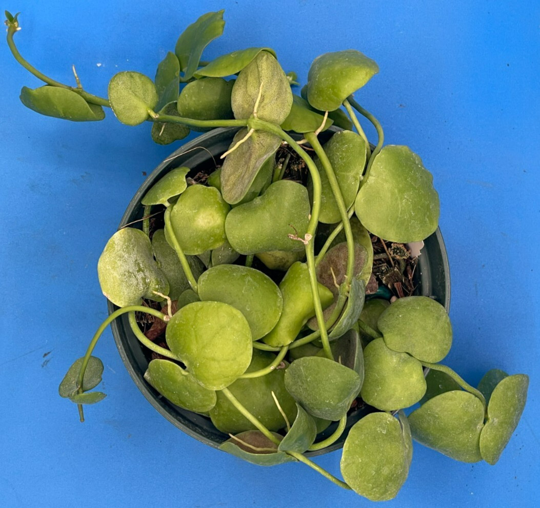 Dischidia Platyphylla Ships With 5.5” Pot – Well Rooted and Super Healthy! (1)