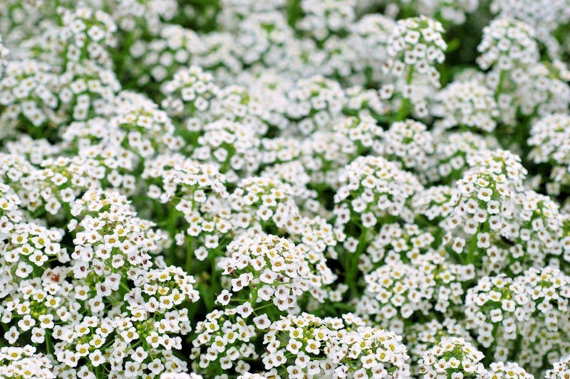 1501+TALL SWEET ALYSSUM Flower Seeds Drought Heat Groundcover Container Easy