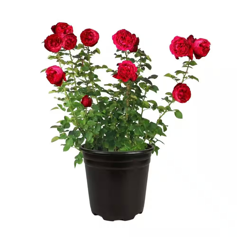 3 Gal. Florentina Live Rose Plant with Red Flower (1-Pack)