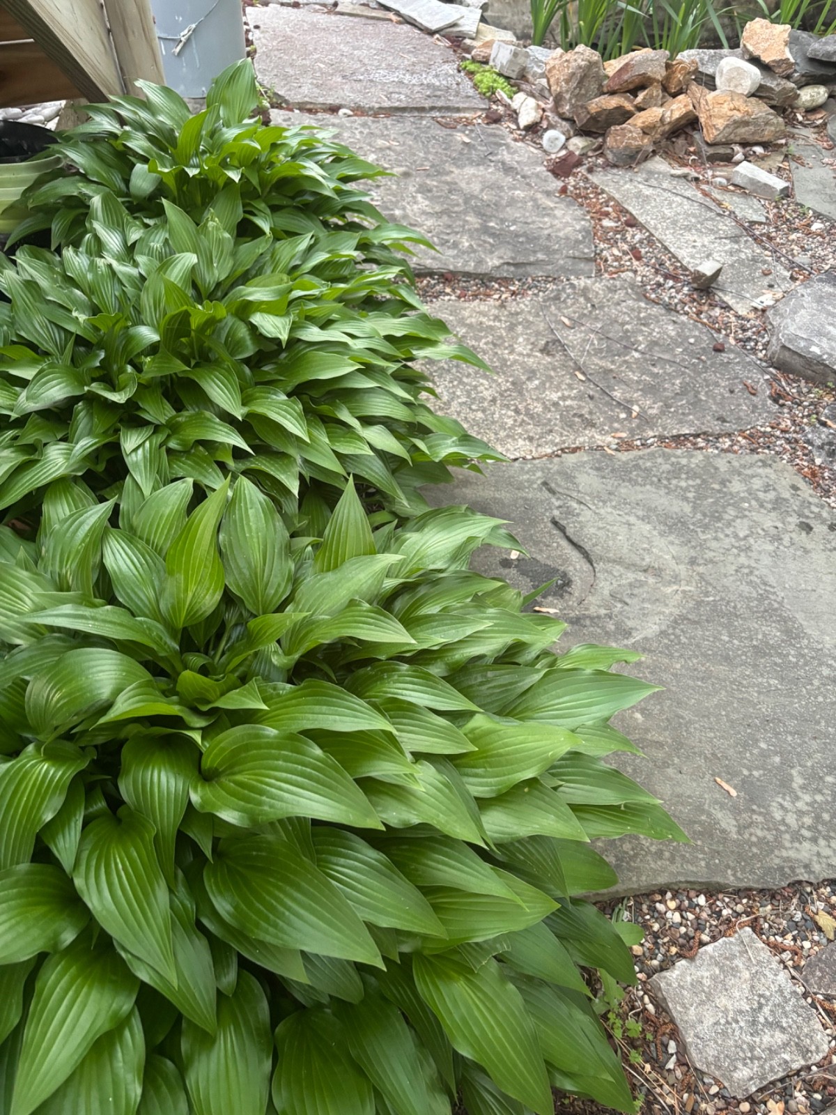 Flash Sale 6 Hosta Eyes Live Plant Green Plantain Lily, Purple Flower Bare Root