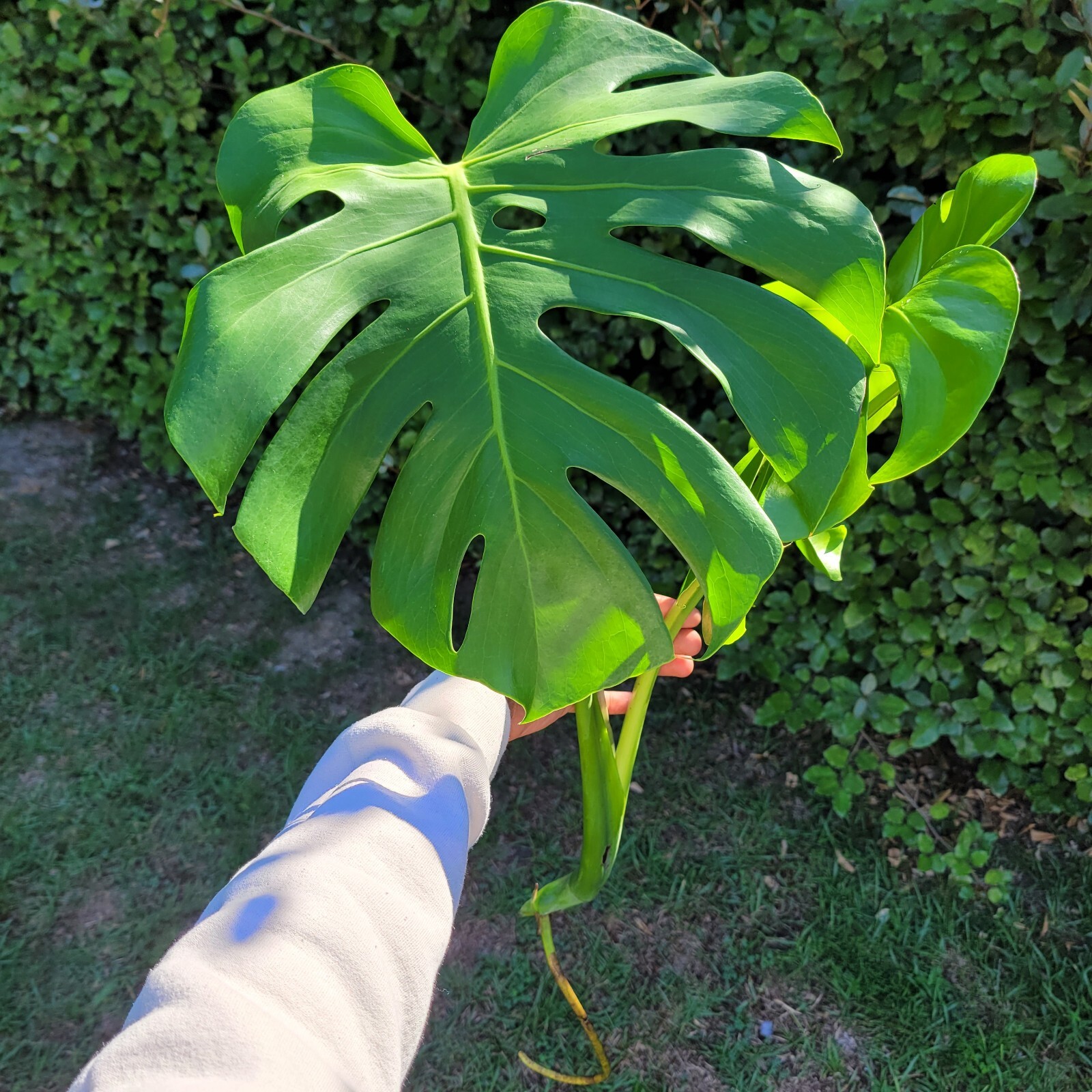 Large Monstera Deliciosa Rooted Cutting, Tropical Live Plant, Swiss Cheese Plant