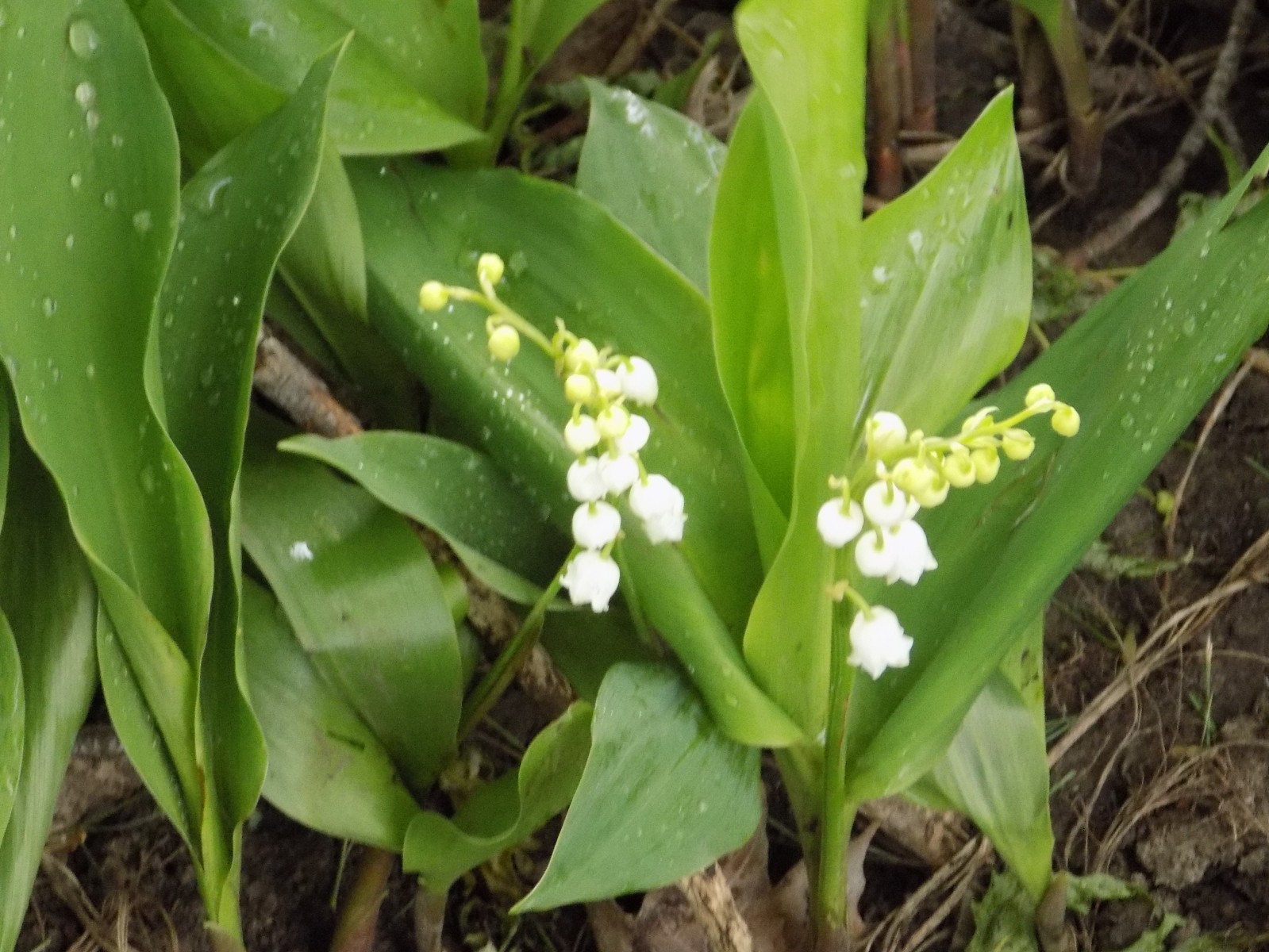 Lot of 8 Lily of Valley pips– which have yet to bloom!