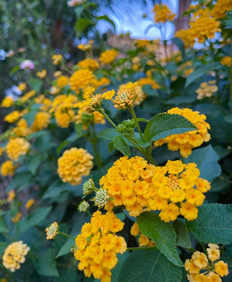 New Gold Lantana Live Plant – 4 Inch Pot – Fully Rooted Groundcover Perennial