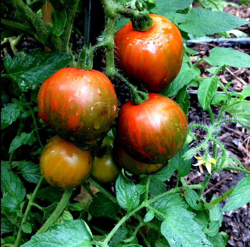 RARE✿ Ukrainian Heirloom Black Vernissage Tomato 15 Seeds ●Indeterminate