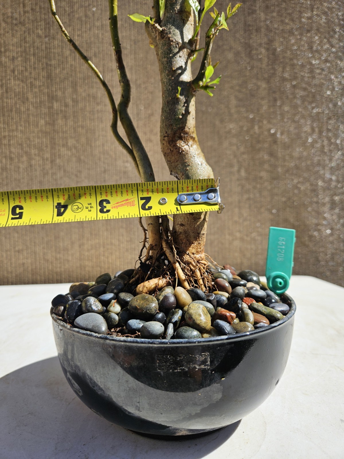 Old European Ash Bonsai Tree,,, SALE
