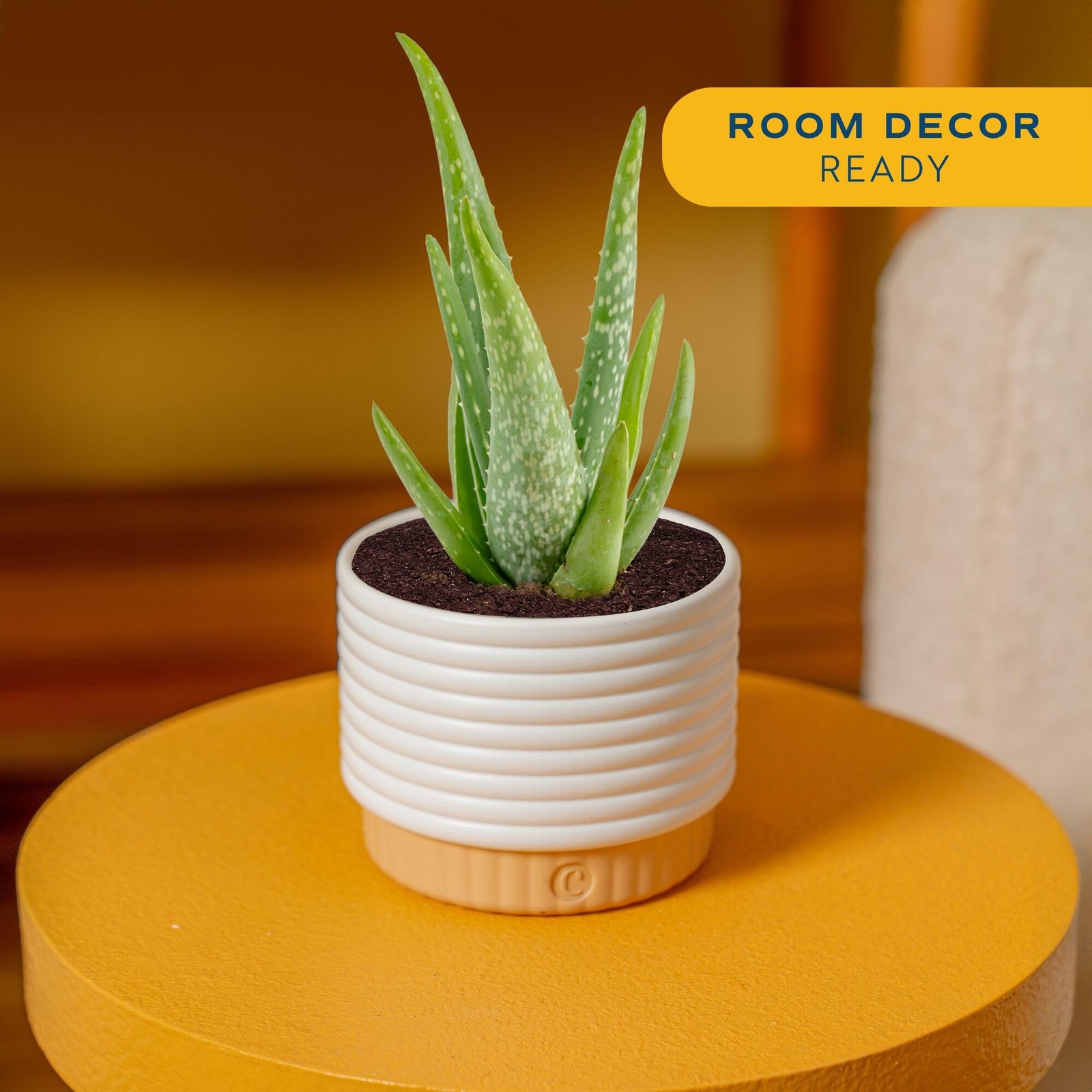 Aloe Vera Live Plant in Decorative Pot, Easy to Maintain, Air Purifying Succu…