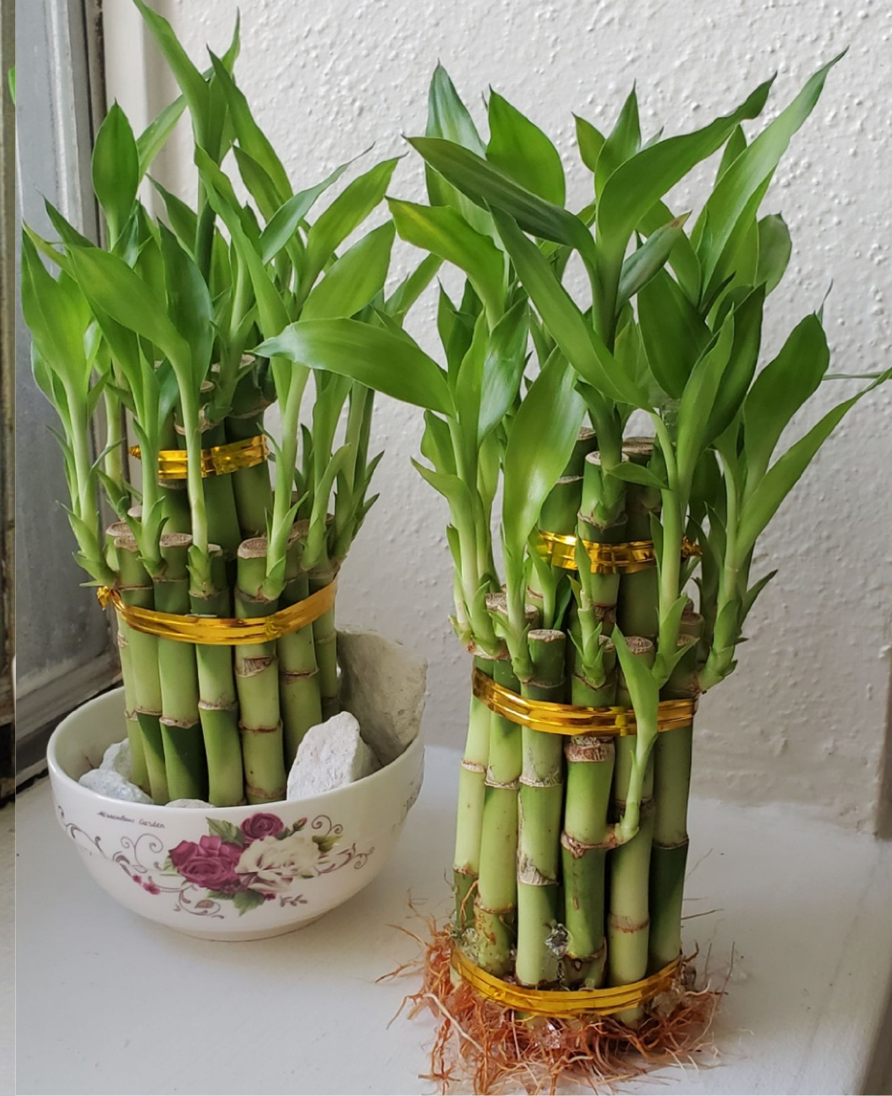2 Tiered Lucky Bamboo Plants, Home Decor, Holiday Gift
