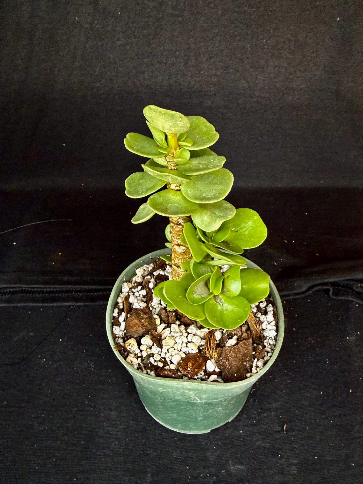 Portulaca molokiniensis, succulent