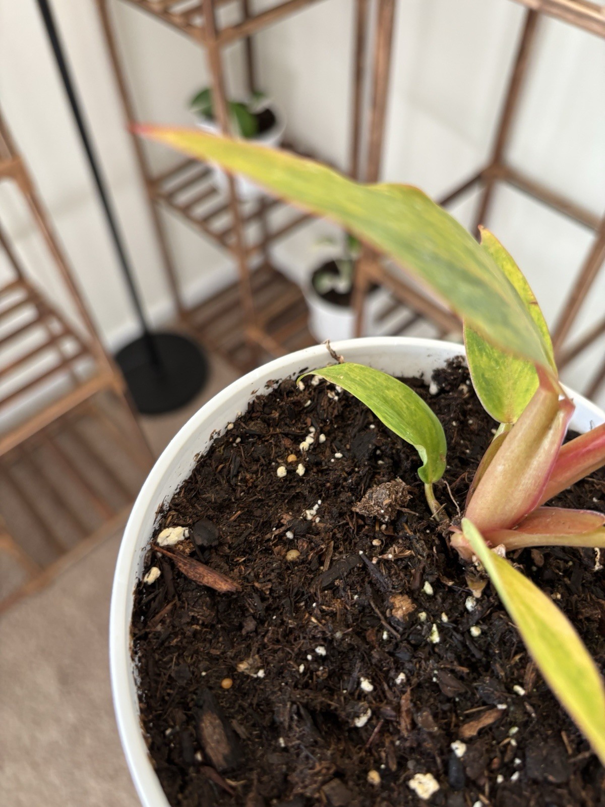 Philodendron Quadcolor Variegated 6″ Pot Rare Exact Plant #070