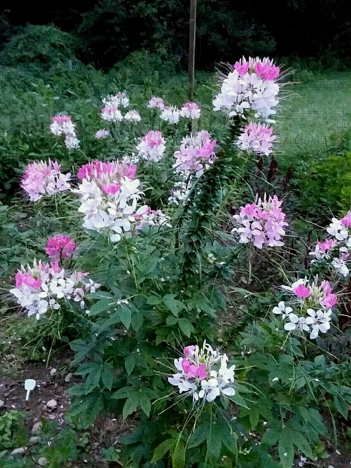Rose Queen Cleome Seeds- (Spider Flower) 30 Seeds Comb. S/H See Our Store