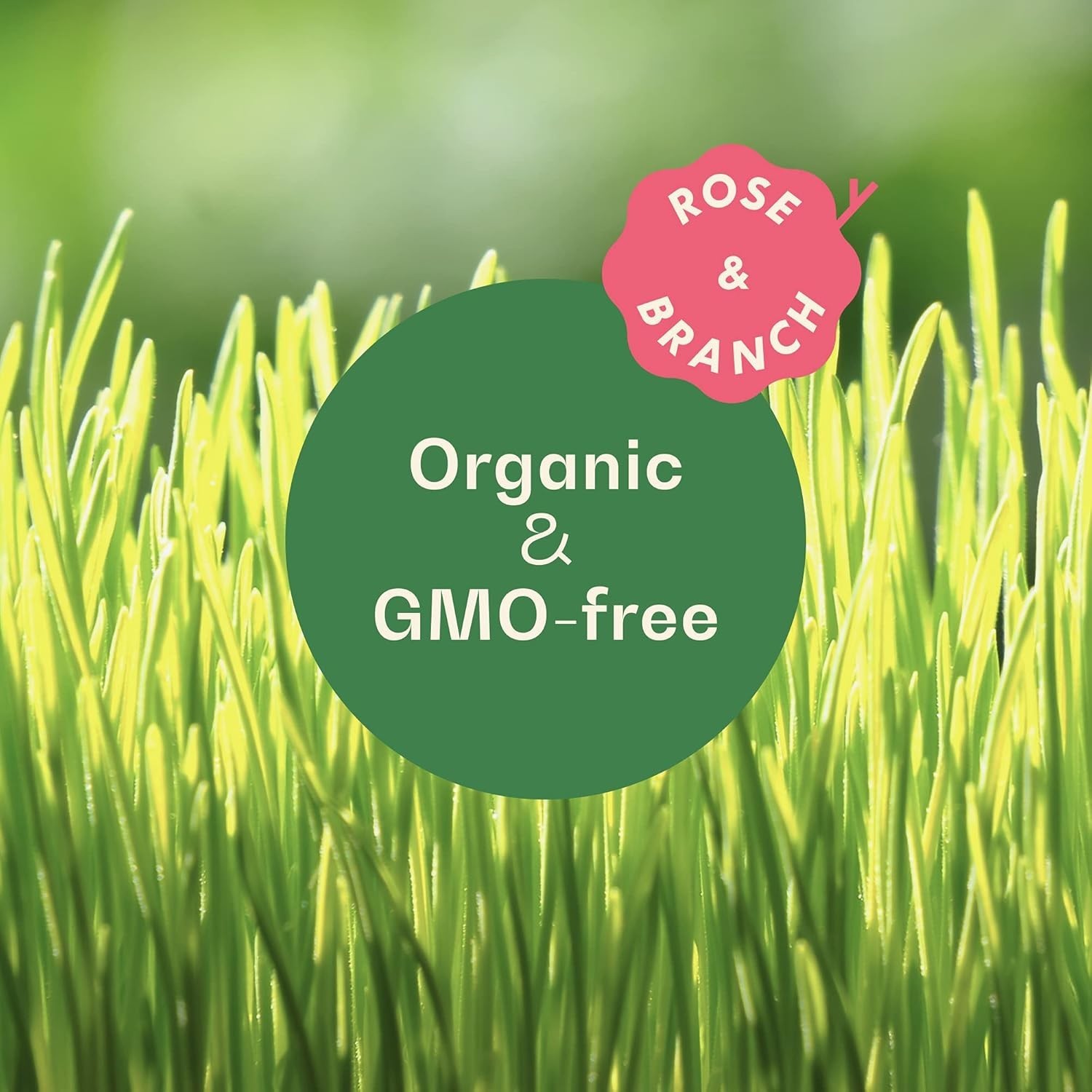 Rose & Branch Organic Wheat Grass Seeds for Indoor Cats – Cat Grass Seeds – 1…