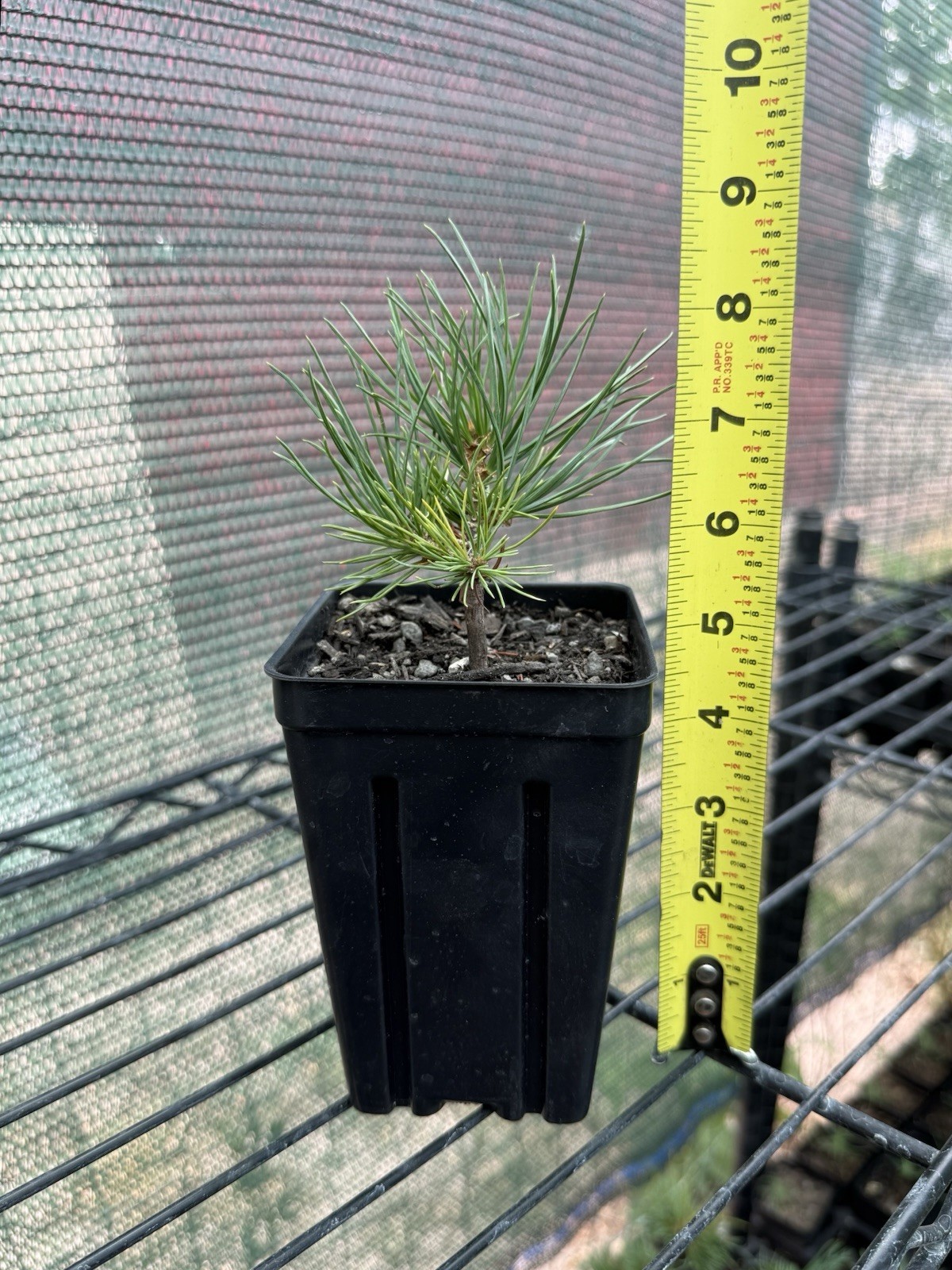 2 Pack of Limber Pine Tree Seedlings in Pots, 3-5” Tall, Pinus Flexilis