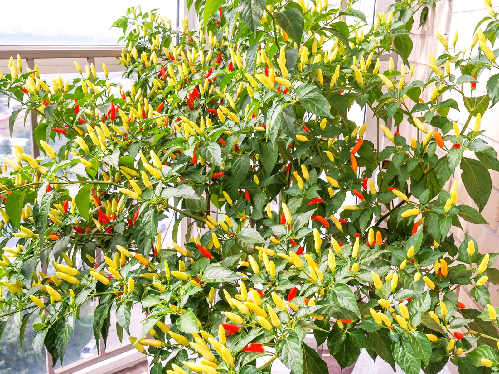 Tabasco Hot Pepper Seeds – For 2026 Planting 5,000 Scoville Spicy Red Green Hot