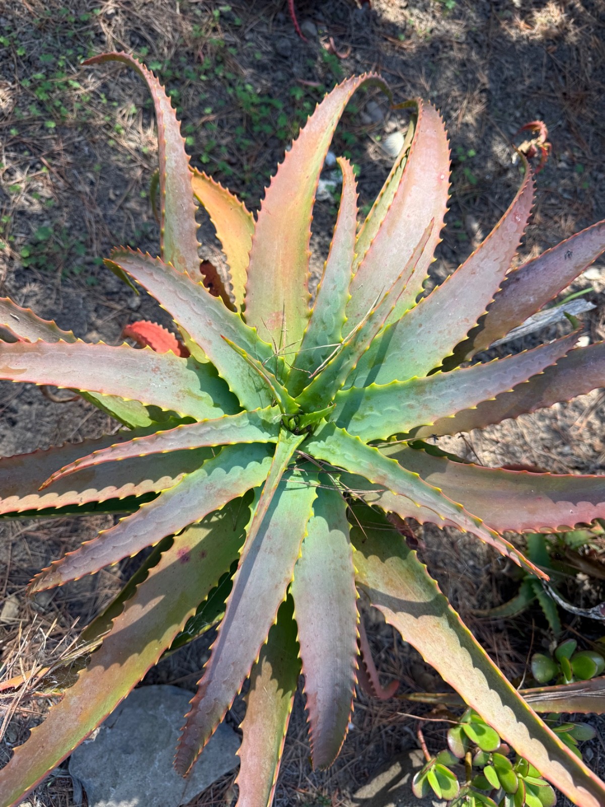 Aloe arborescens, (Torch Aloe), Medicinal, Edible, Now Blooming, Full-size