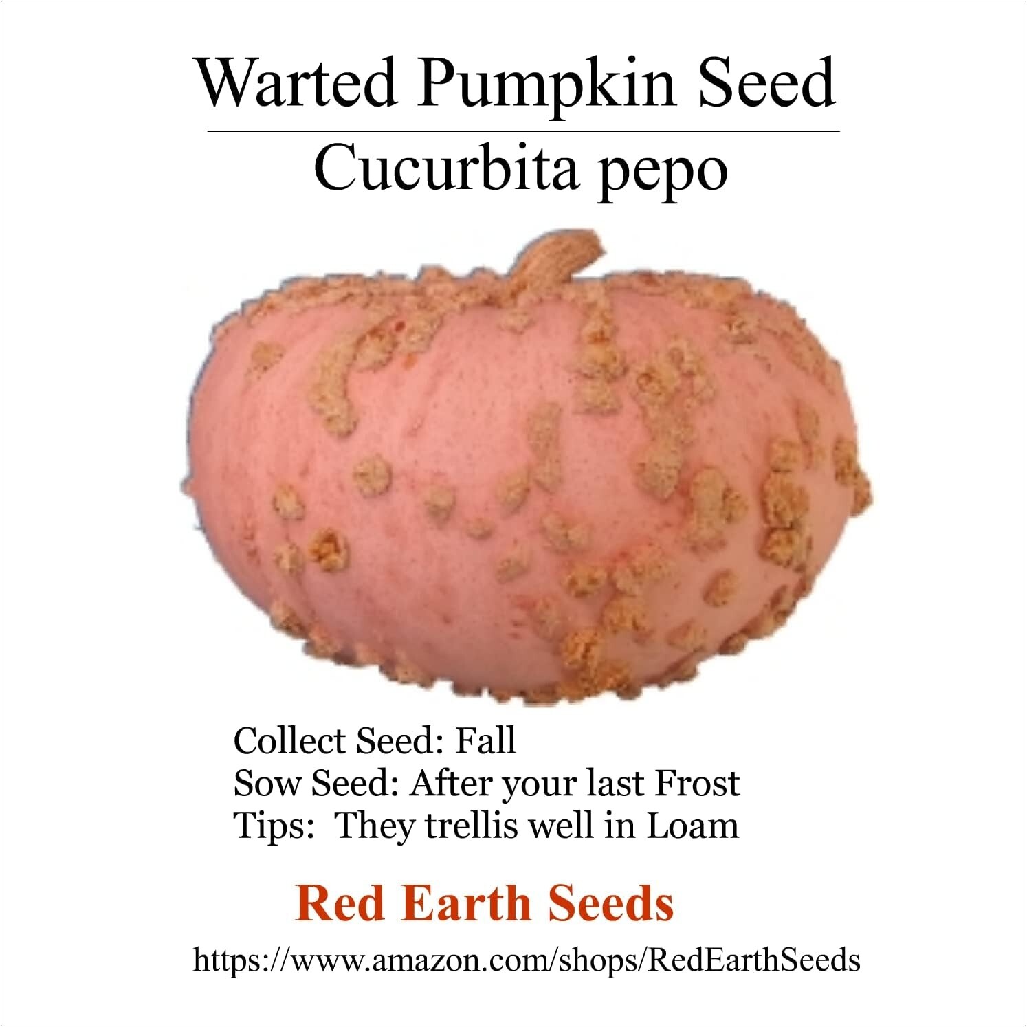 Cucurbita Pepo – 10 seeds – Warty Pumpkin