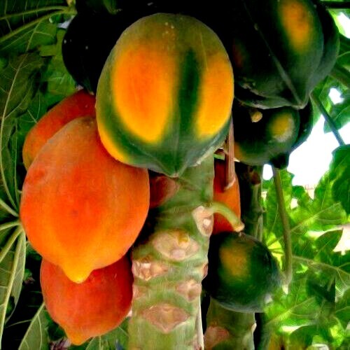 20 Caribbean “Red Lady” Carica Papaya Fruit Tree Seeds LARGE MELONS Indoor Plant