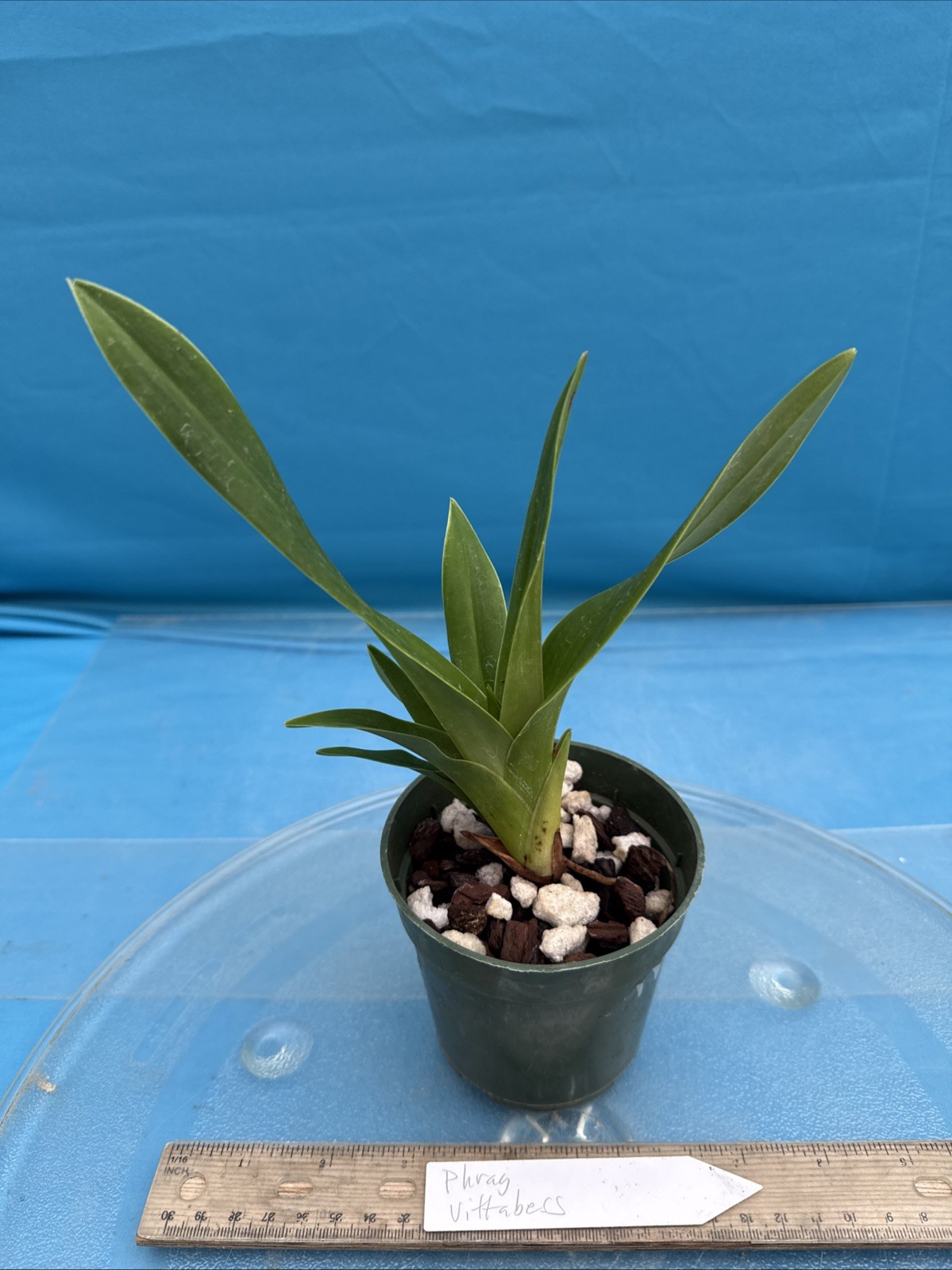 Phragmipedium Vittabess Orange Red Yellow Orchid Hybrid Tall Spikes 4” Pot