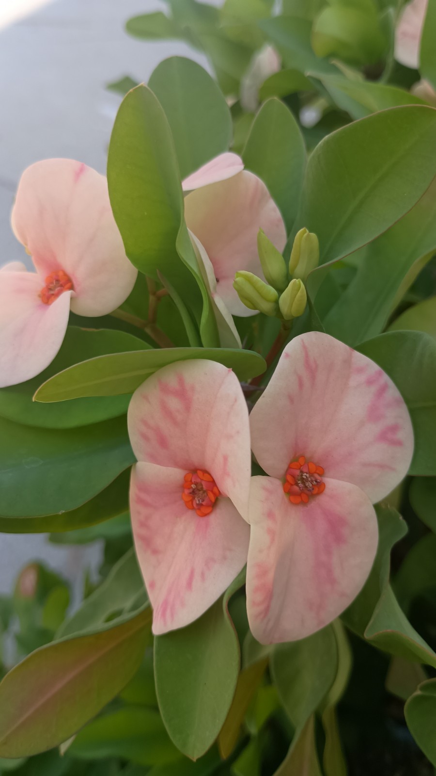 Yogurt Orchid Crown Of Thorns Cutting (1 Count)