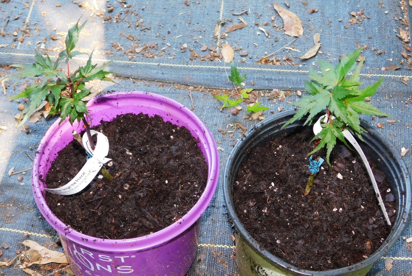 Angel The Prince Grafted Japanese Maple Plants