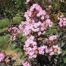 Crape Myrtle Rhapsody in Pink | 3 Gallon | Lagerstroemia indica | Summer Blooms