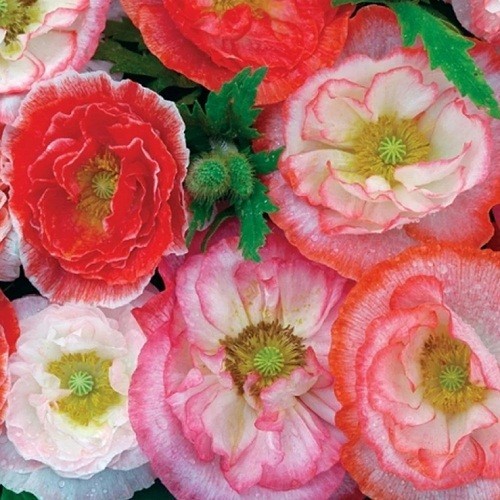20,000+ Shirley Double Petaled Mixed Colors Poppy Seeds Heirloom Organic Non GMO