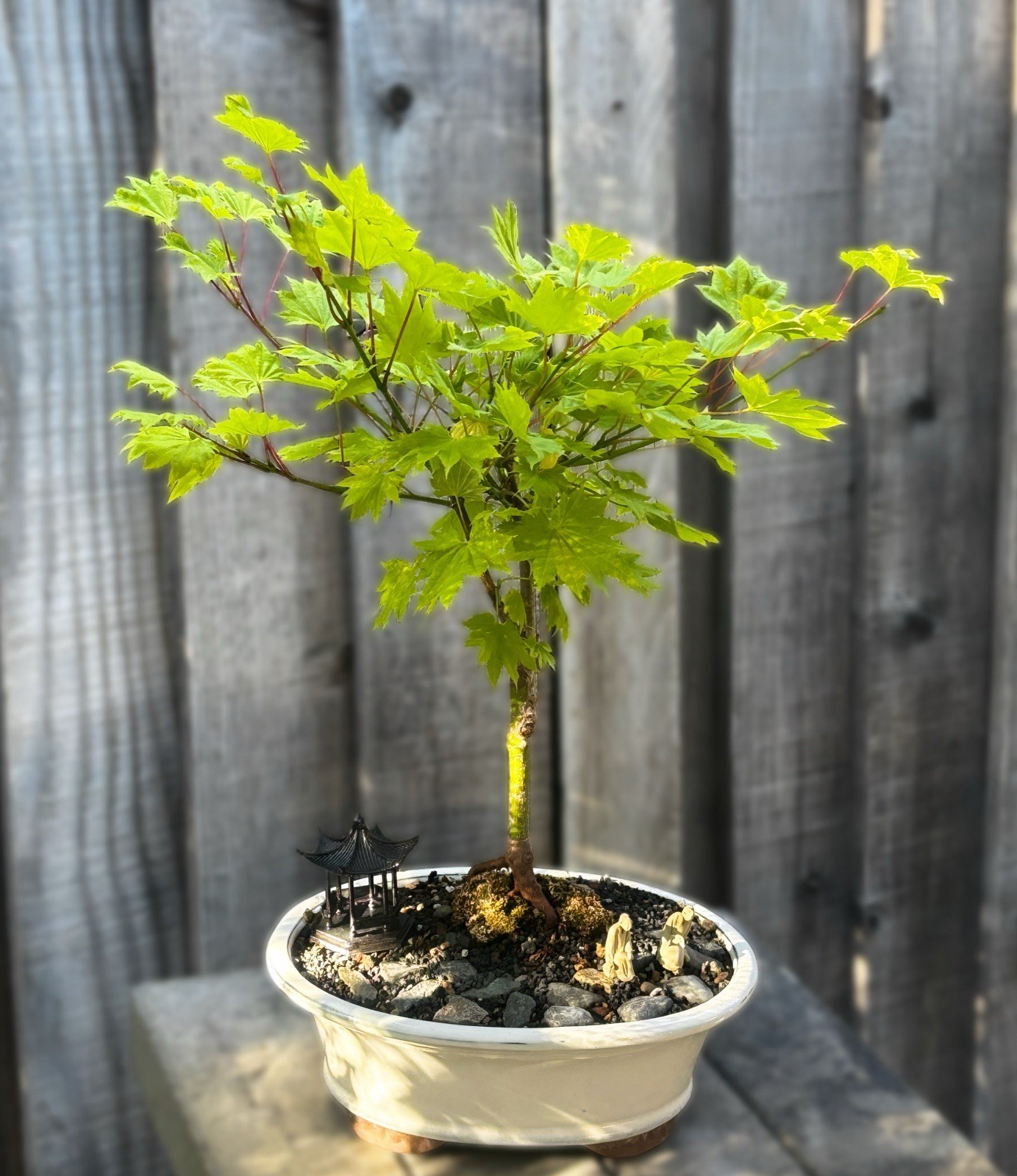 ACER SHIRASAWANUM “AUREUM” – LIVE BONSAI TREE IN 10” POT- LIVE BONSAI TREE.