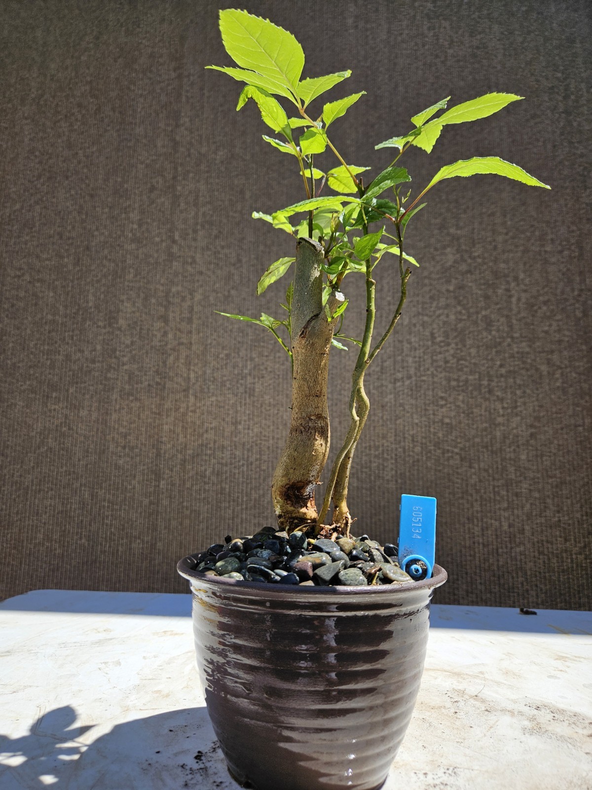 Old European Ash Bonsai Tree,,, SALE