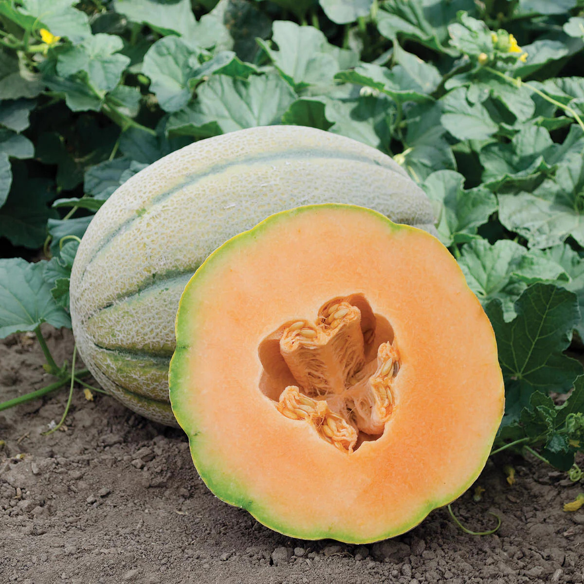 50 Super Sweet Tuscan Cantaloupe Seeds – Free Shipping – The Italian Stallion