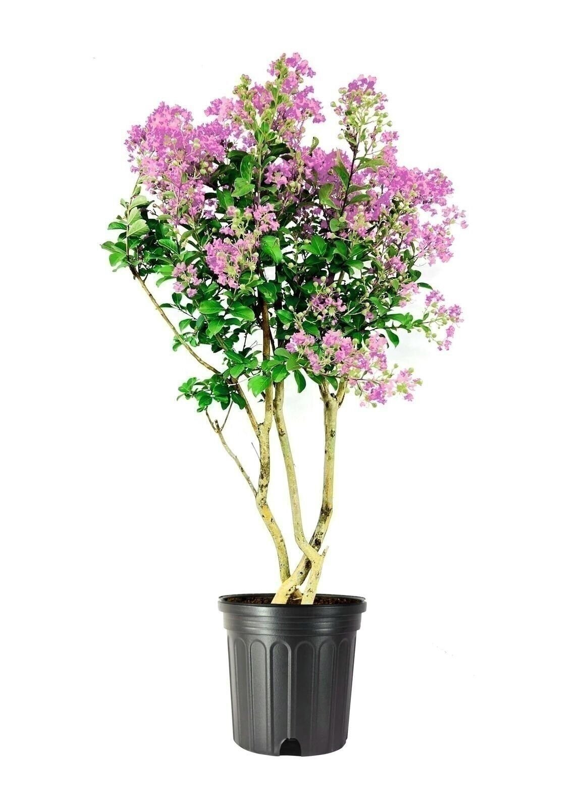 Crape Myrtle Muskogee | 3 Gallon | Lagerstroemia indica | Flowering Tree | Hardy