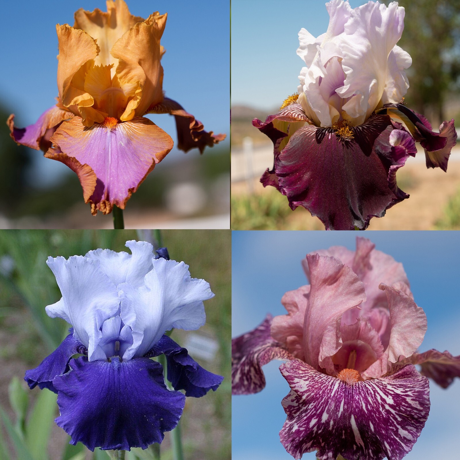 12 mixed hybrid varieties Tall Bearded Iris. Pre-Order, Free Shipping: March/May