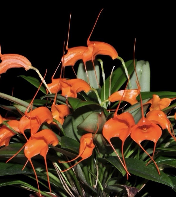 Masdevallia hirtzii Intermediate Growing Miniature Orchid Species