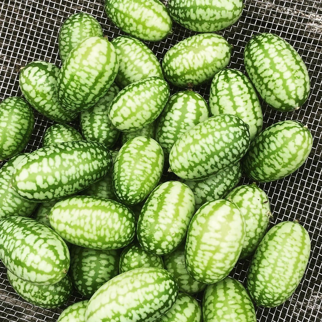 20+MOUSE MELON Vegetable Seeds Mexican Sour Gherkin Cucumber Organic Container