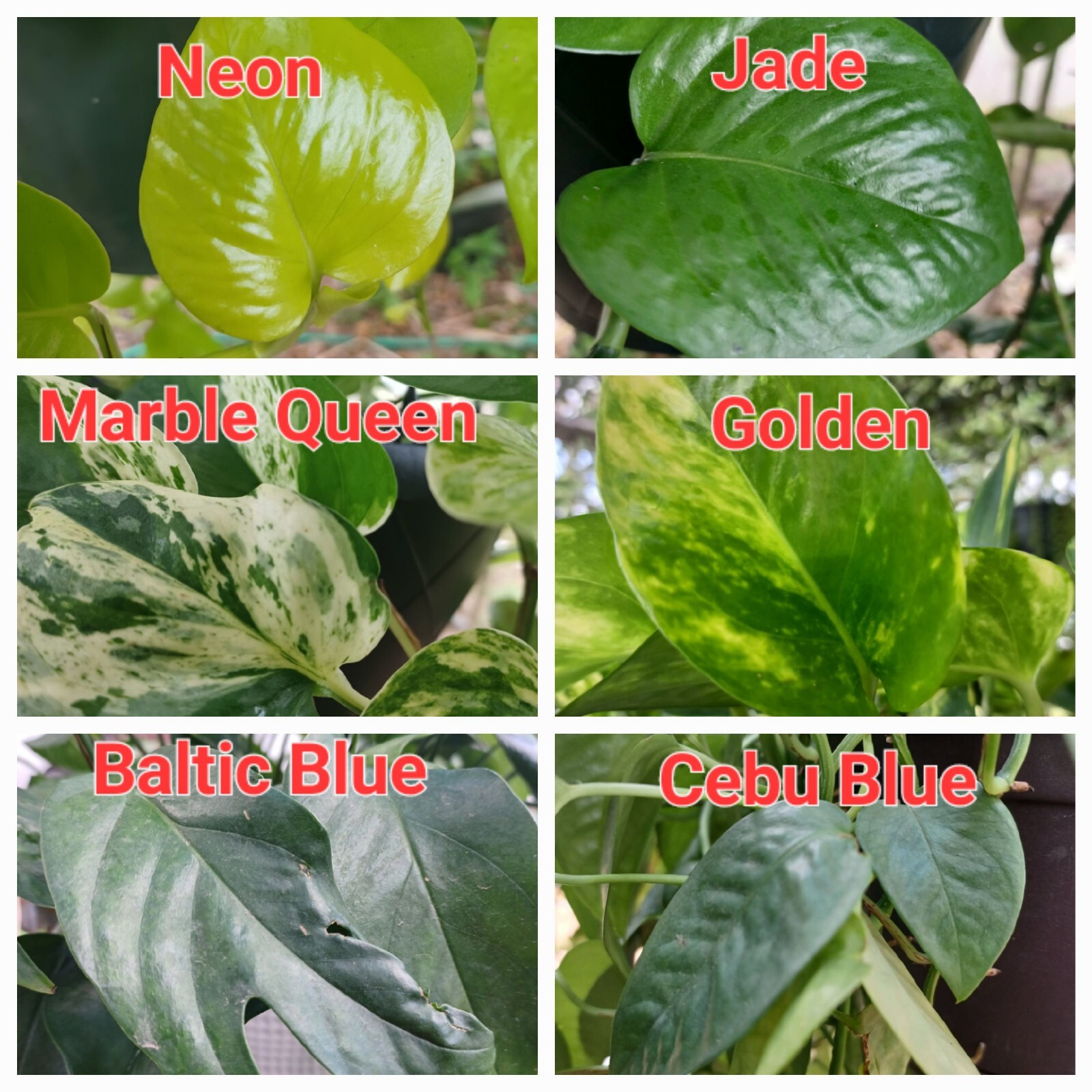 10 Pothos Cutting Bundle! Neon, Global Green, Marble Queen, Manjula, Jade Etc.