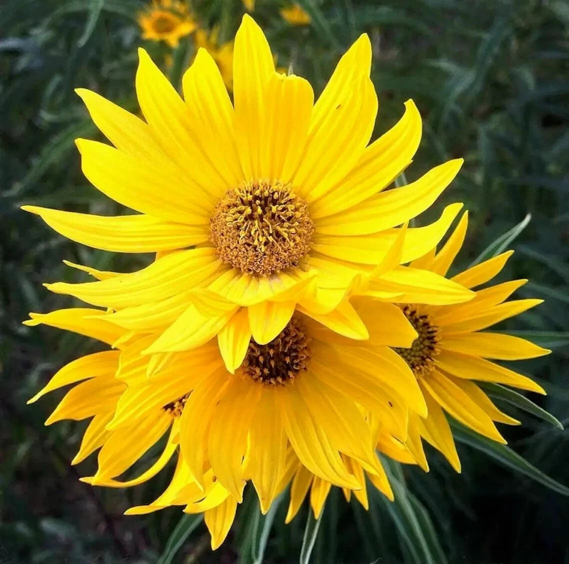 4+1 FREE Plants Black-Eyed Susan &Bright Yellow Flower July -Oct Perennial