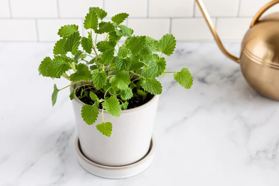 Fresh Catnip Seeds |For Planting Cat Toy Catnips Catmint Catswort Herb Seed 2024