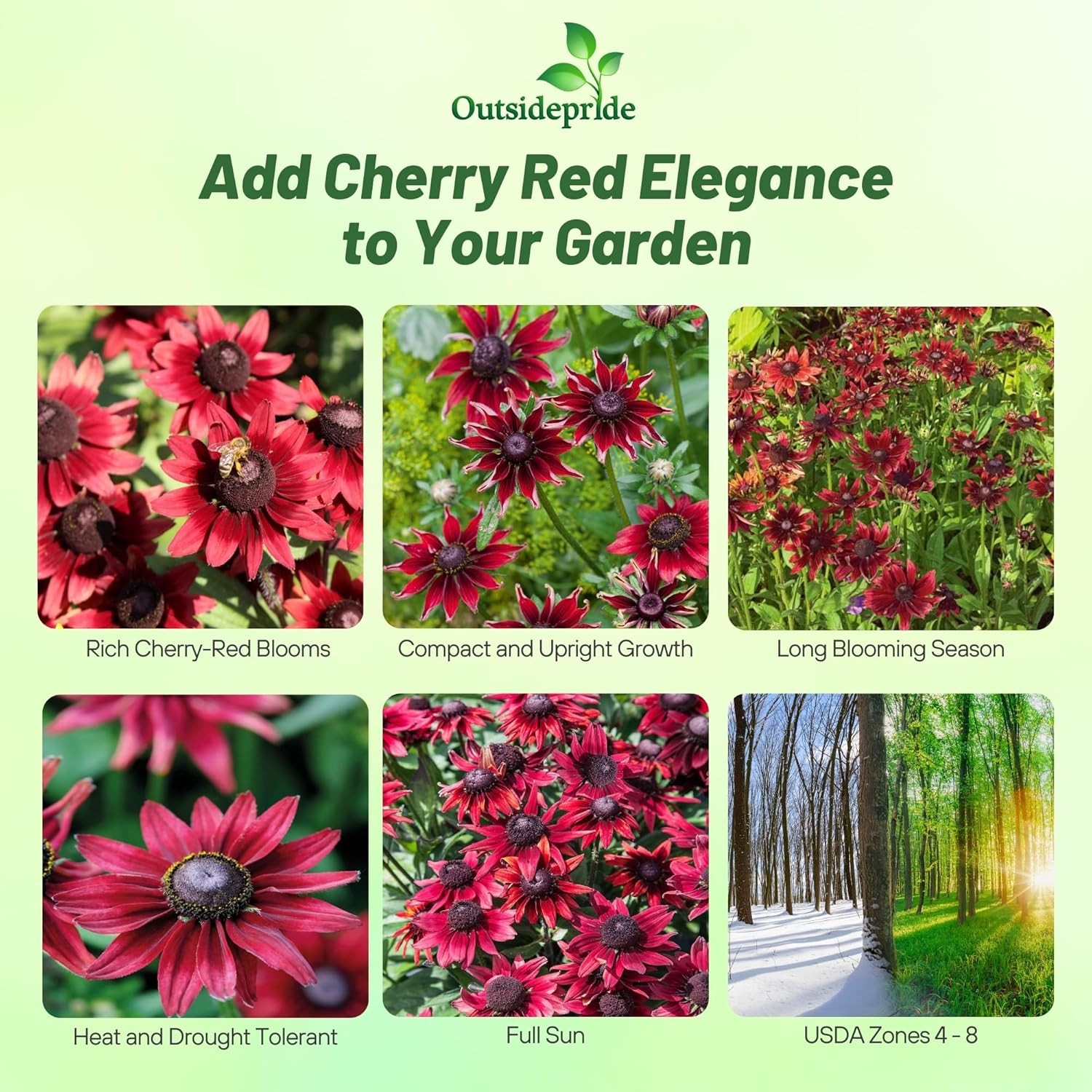 25 Seeds Rudbeckia Hirta Cherry Brandy Drought Tolerant Garden Plant Flower
