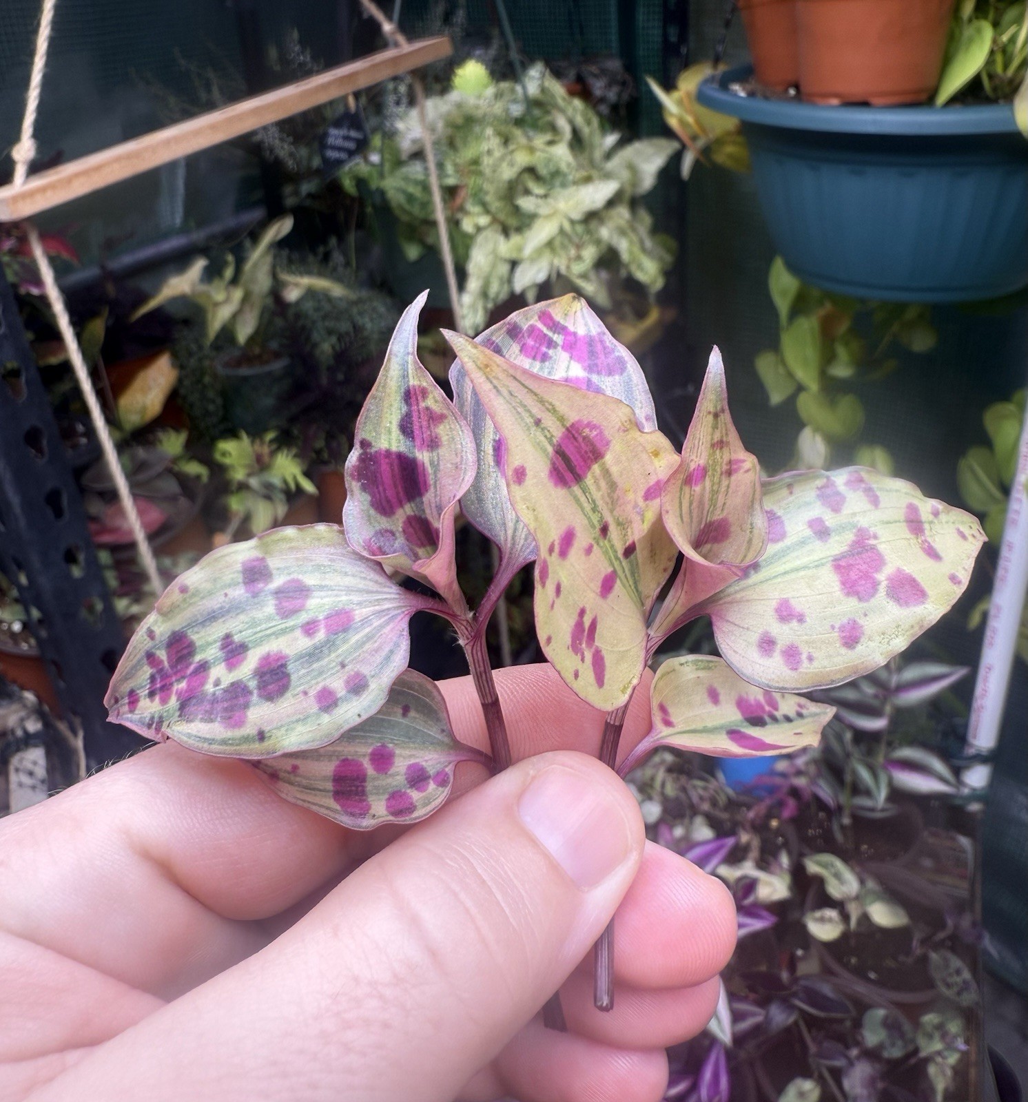 Tradescantia Tinantia Pringlei Variegata, RARE, 2 Cuttings, Fresh Cut