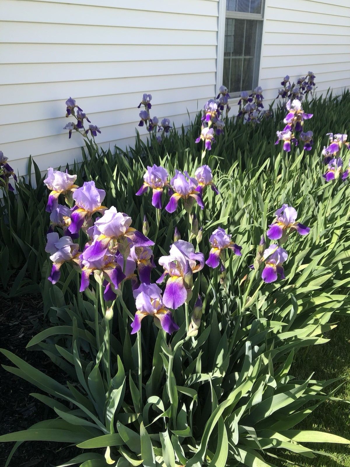 Purple Bearded Iris Rhizomes Bulbs Quantity of 10- Large Bulbs Free Shipping!