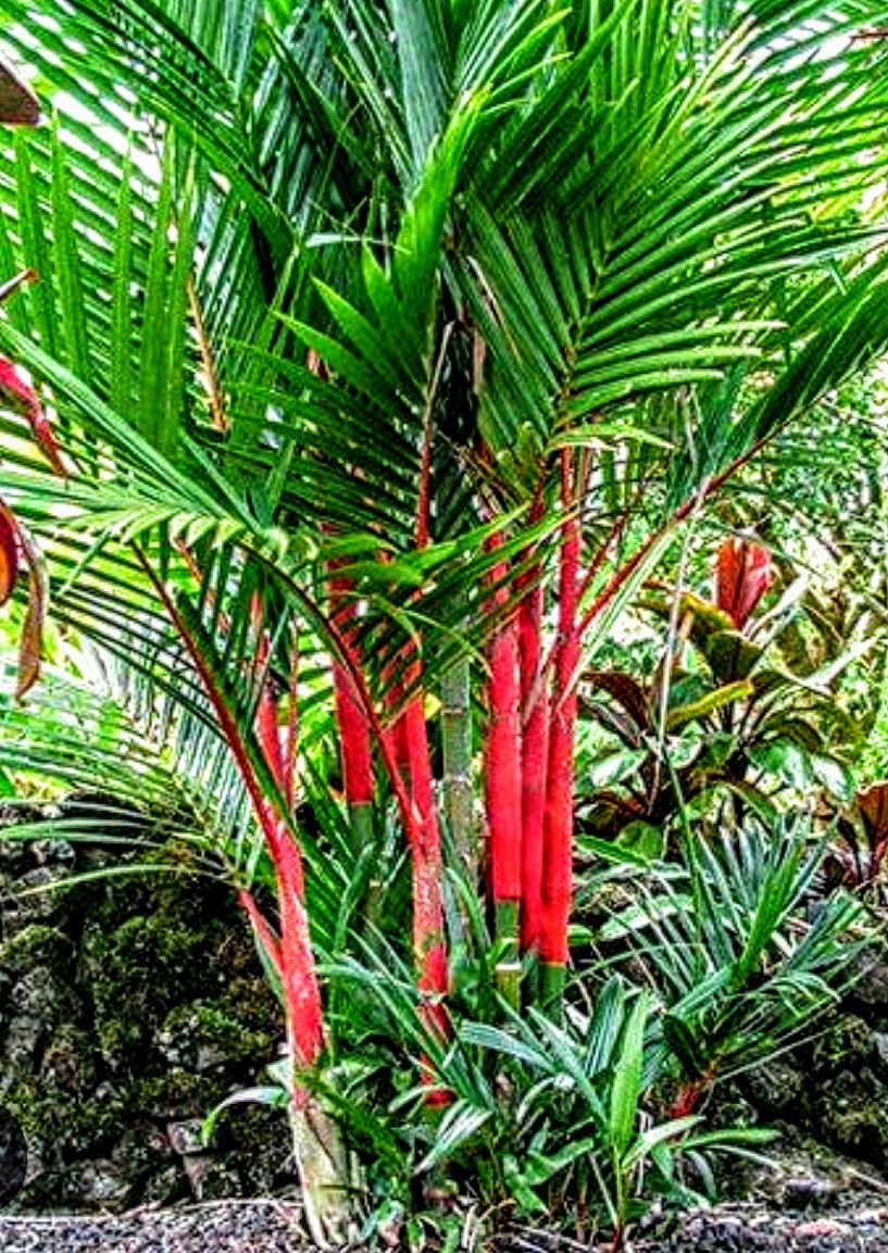 RED SEALING WAX PALM (Cyrtostachys renda)