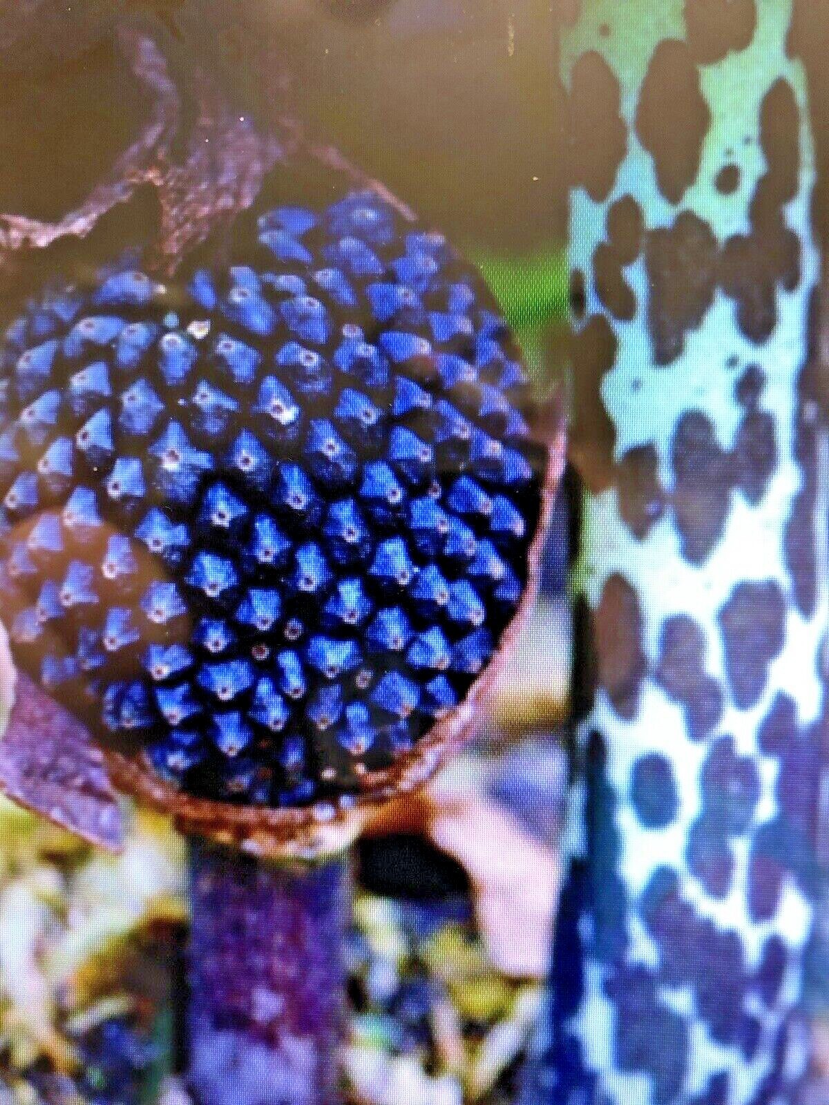 2 SAUROMATUM VENOSUM , Voodoo Lily (Amorphophallus, Arisaema)