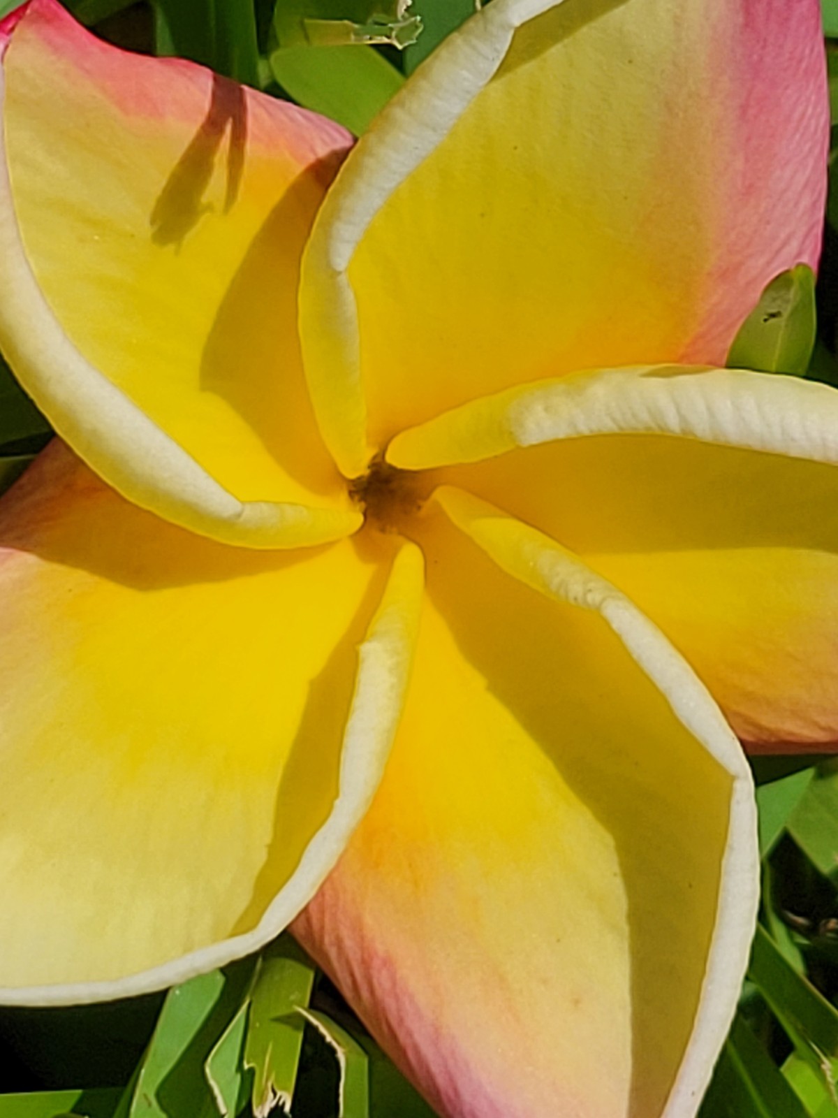 “Vera Cruz Rose” Plumeria 8-10 inch Cutting
