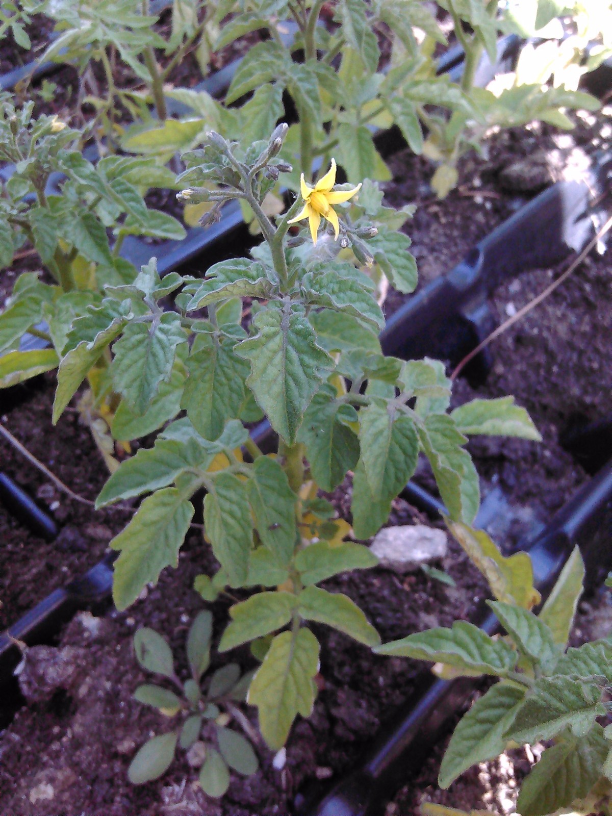 Heirloom tomato plants 2 2″ to 4″ LIVE PLANTS! FREE SHIPPING!