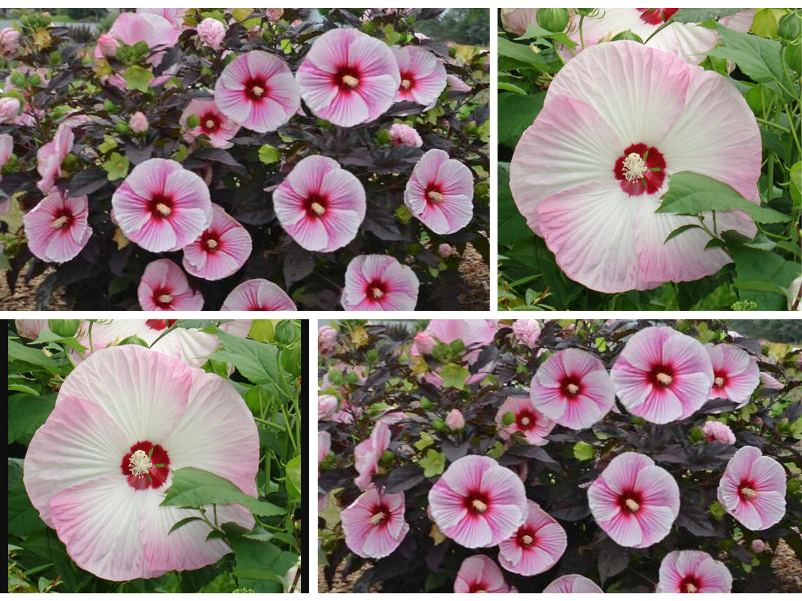 30 seeds| Hibiscus Seeds, Rose Mallow Flower seeds#6003