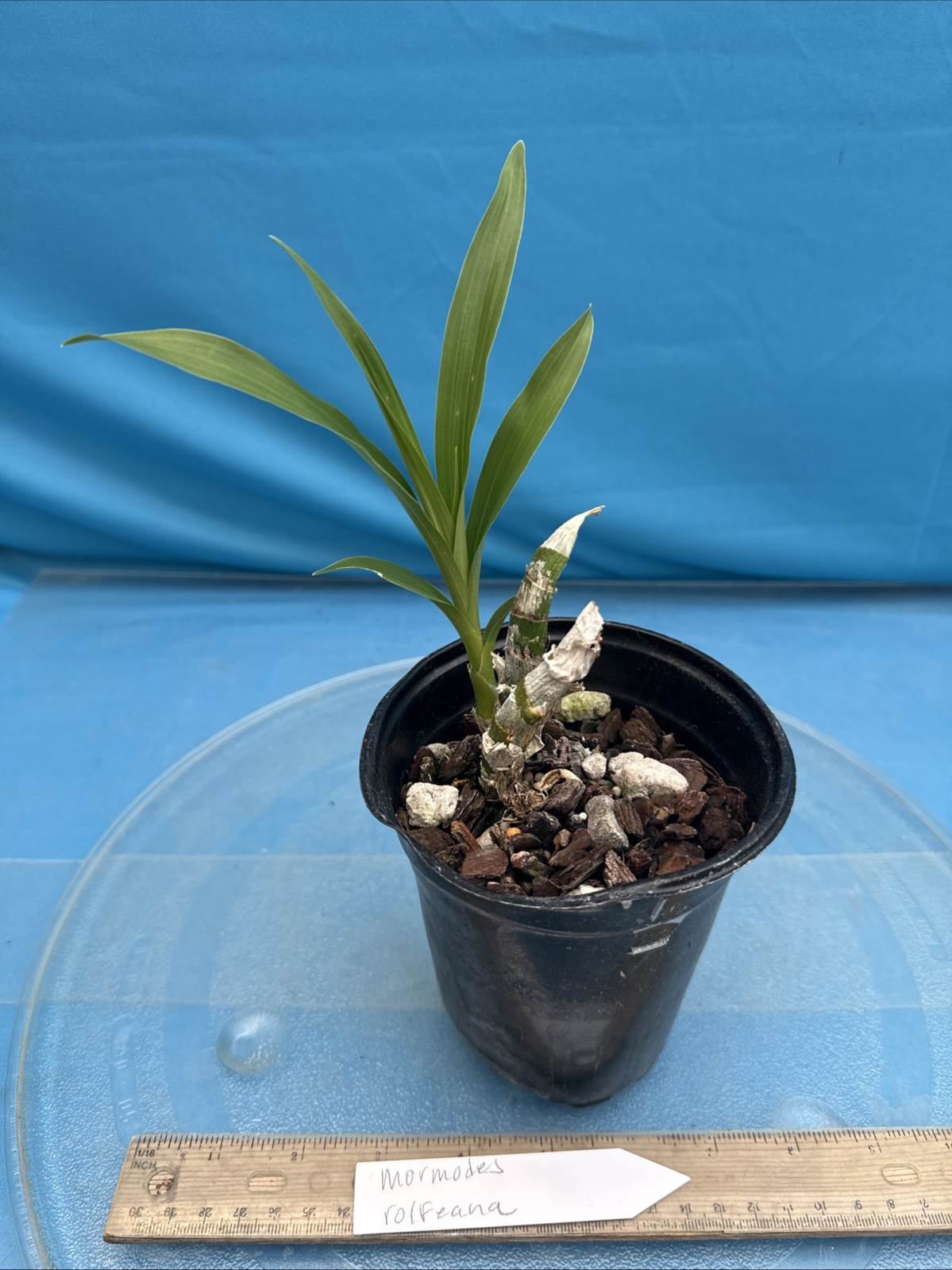 Mormodes rolfeana Funky Fragrant Red Bloom Size Orchid Species 4.5” Pot