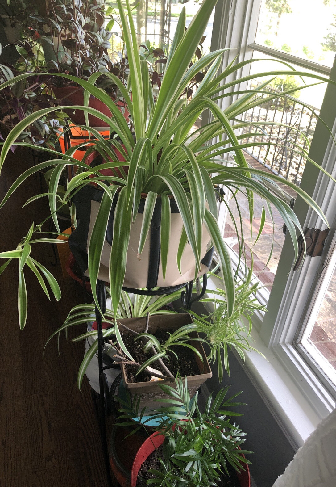 4-Rooted Spider Baby Plants/Variegated Bonnie/established plants easy to care
