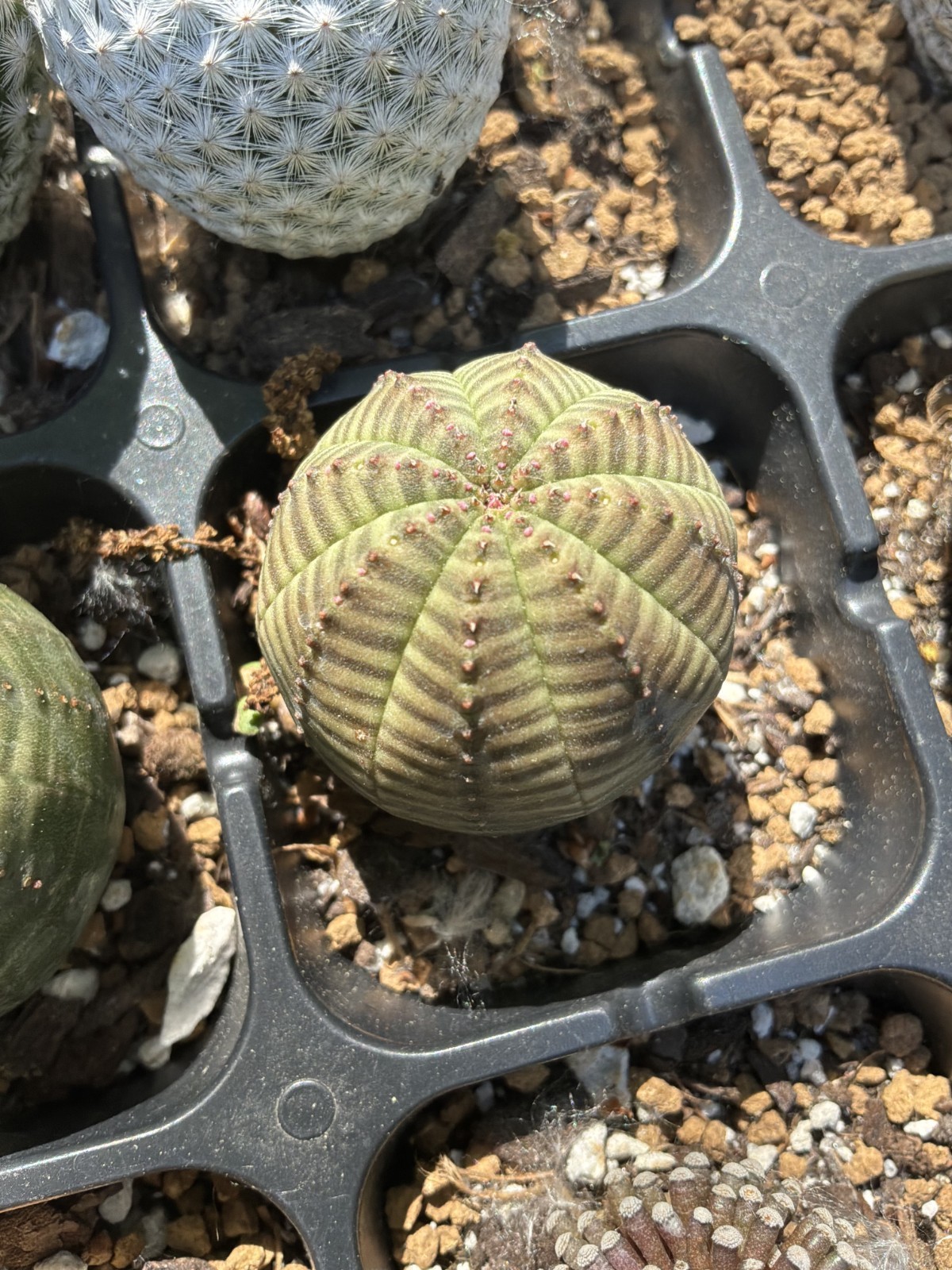 Euphorbia obesa–Gingham Golf Ball