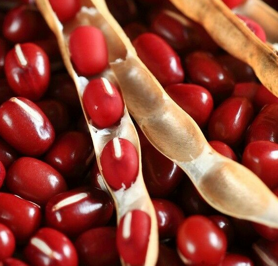 Adzuki Red Bean Seeds |Azuki Aduki Mung Cowpea Edamame Asian Vegetable Seed 2024